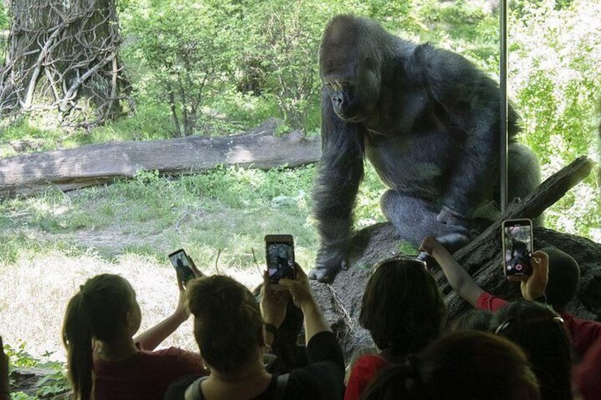 Bronx Zoo Admission Ticket