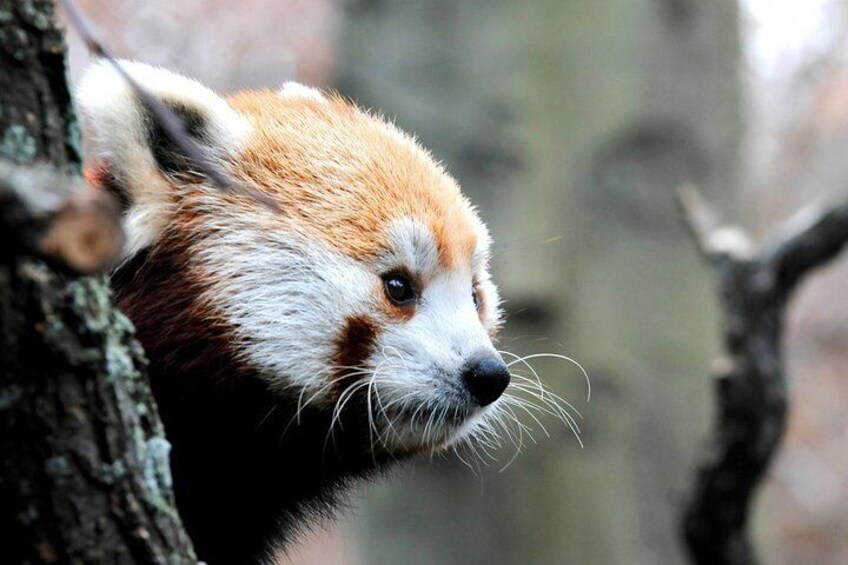 Bronx Zoo Admission Ticket