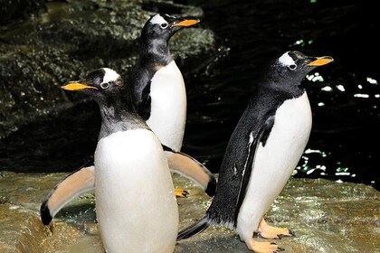 Adgangsbillet til Central Park Zoo med adgang til 4D-teater