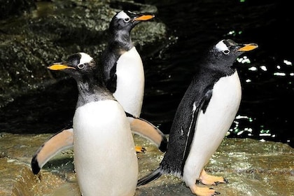 Toegangsbewijs voor Central Park Zoo met 4D-theatertoegang