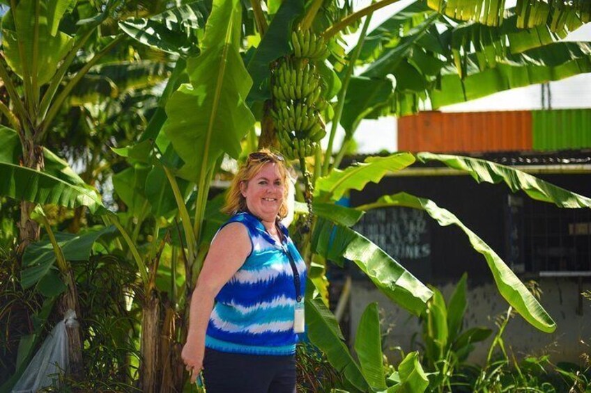 Banana Plantation at Roseau Vallley