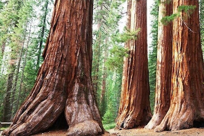 Sequoia Park Private Tour