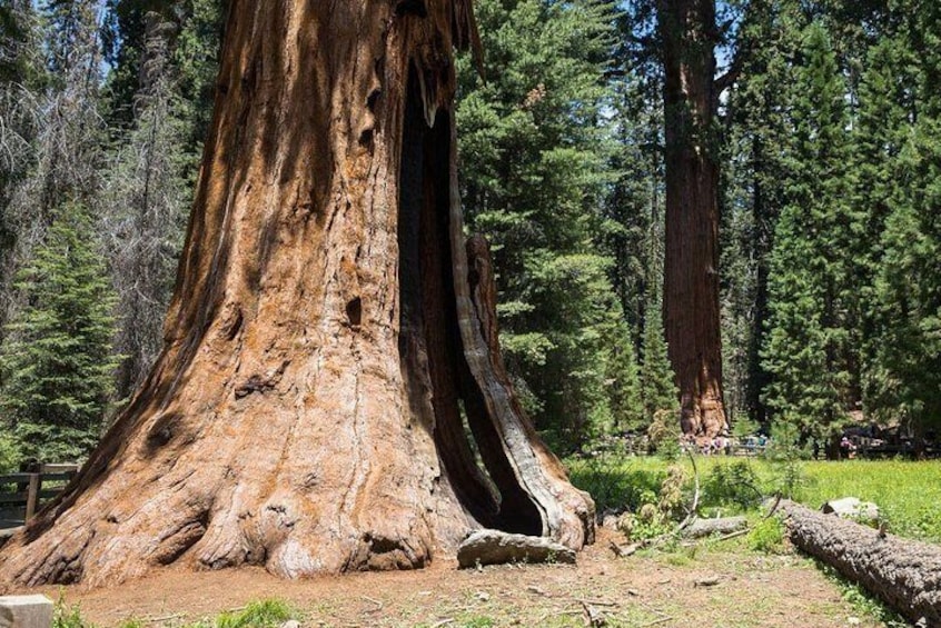 Sequoia Park Private Tour