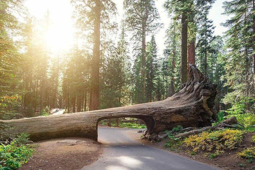 Sequoia Park Private Tour