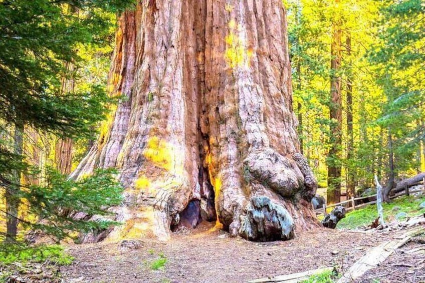 Sequoia Park Private Tour