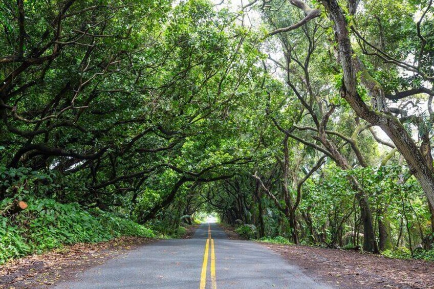 driving down old hawaii backroad
