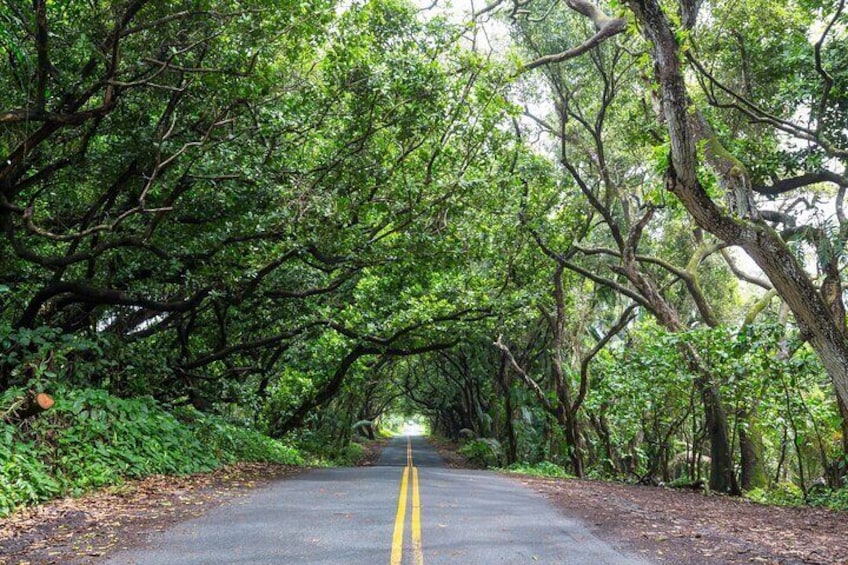 driving down old hawaii backroad