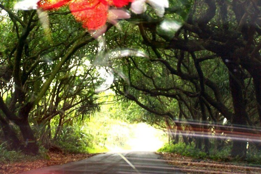 driving down old hawaii backroad