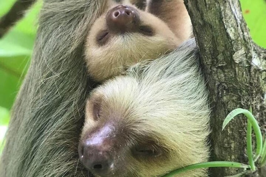 A sloth and its kid in the Manuel Antonio National Park