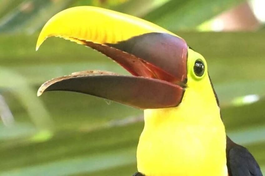 Toucan in the Manuel Antonio National Park