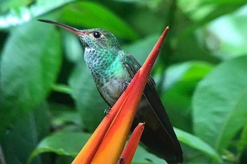 Hummingbird at the Manuel Antonio National Park