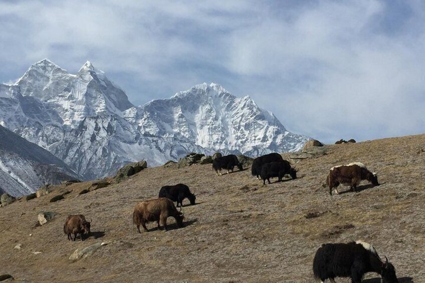 Everest Base Camp Trek