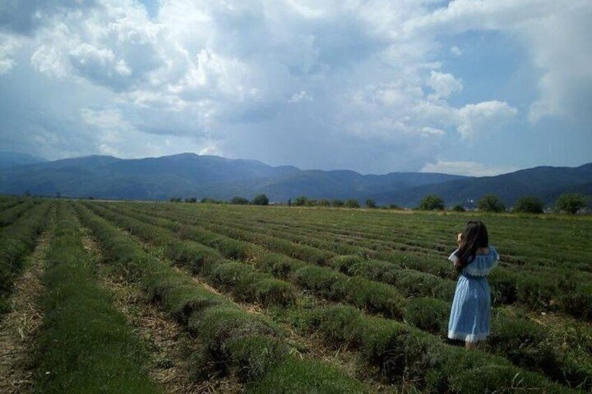 Lavender's fields
