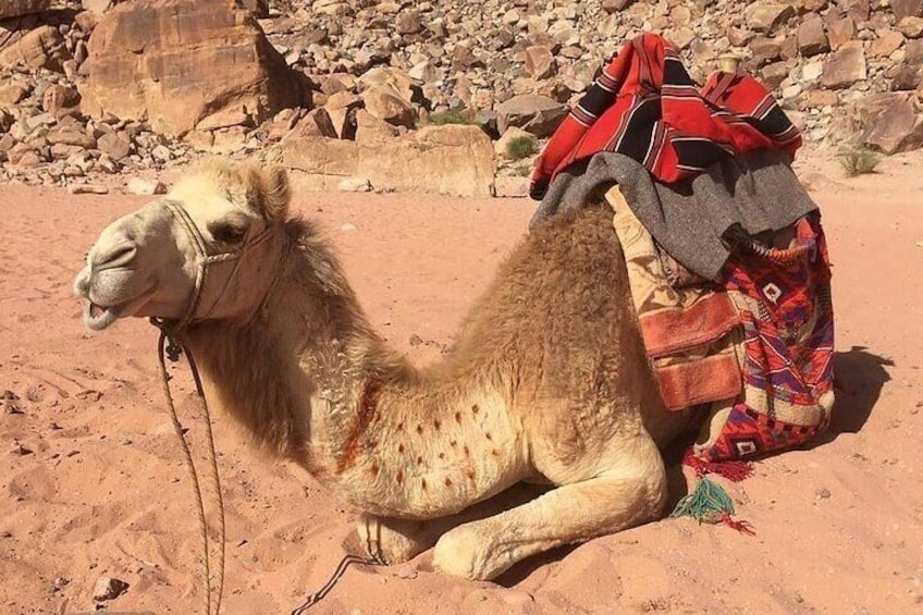 One Day Petra & Wadi Rum from Aqaba