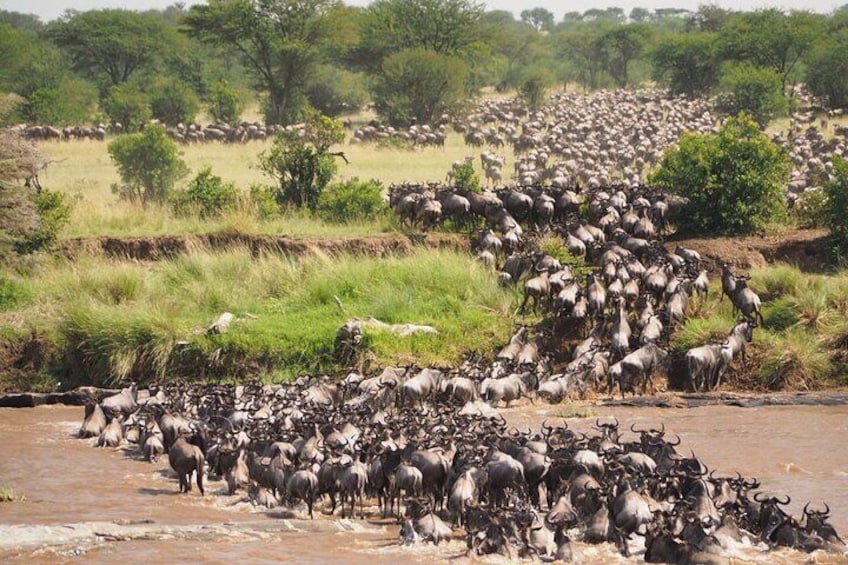 7 Days Best Luxury Safari To Tanzania