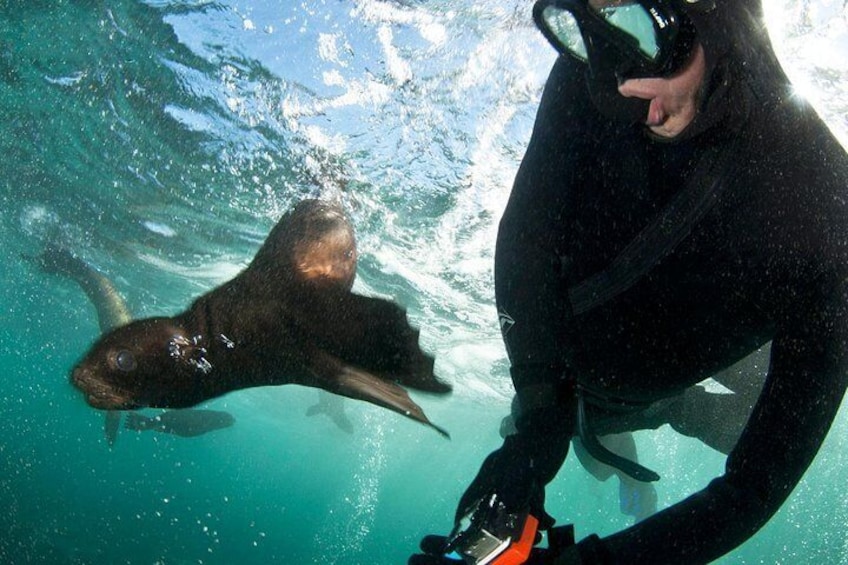Seal Snorkeling with Animal Ocean! 