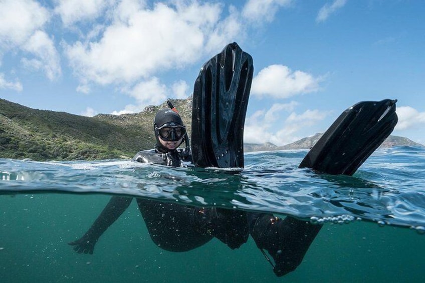 Seal Snorkeling with Animal Ocean in Hout Bay