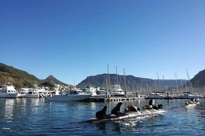 These seals lie here on the breakwater pontoons sunning themselves and showing off for our visitors!