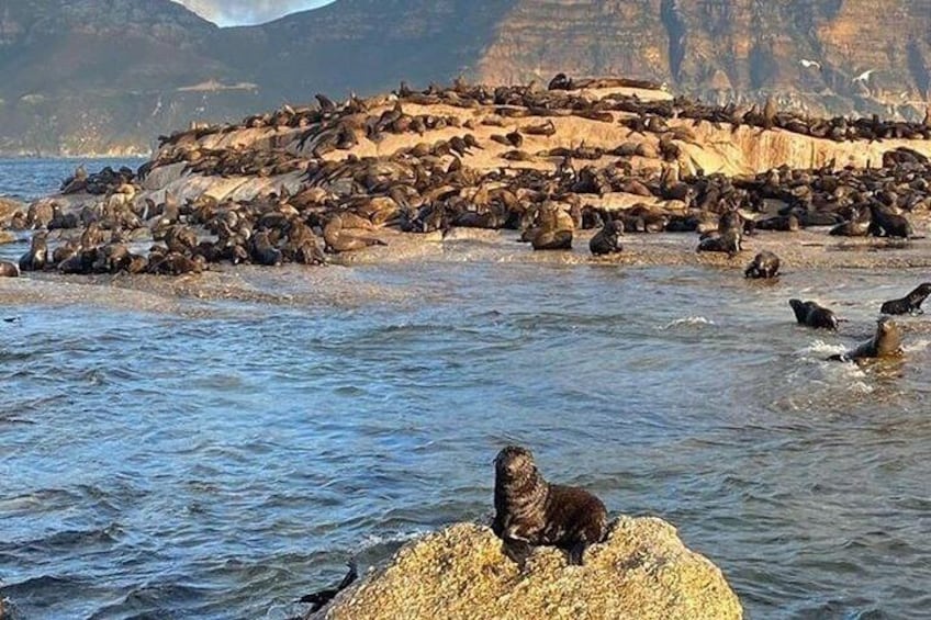 Cape fur seal pups start entering the water and learning how to swim during the March/April period each year - a great time to be in the water!