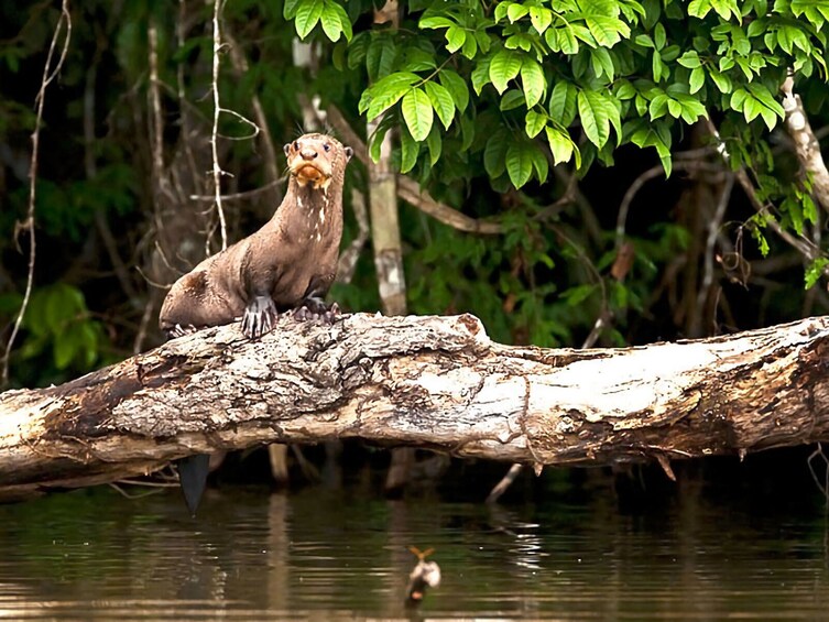 Tambopata and Sandoval Lake 3 days and 2 nights