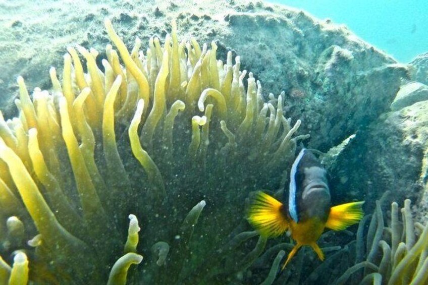 Miyazaki Snorkel Kayak Tour