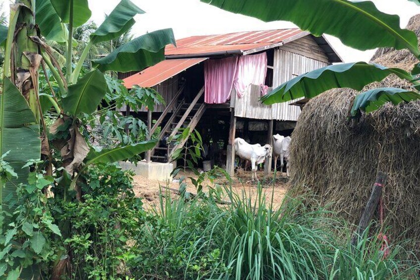 Tuk-Tuk full day tour BambooTrain , bat cave,local lifestyle test local food 