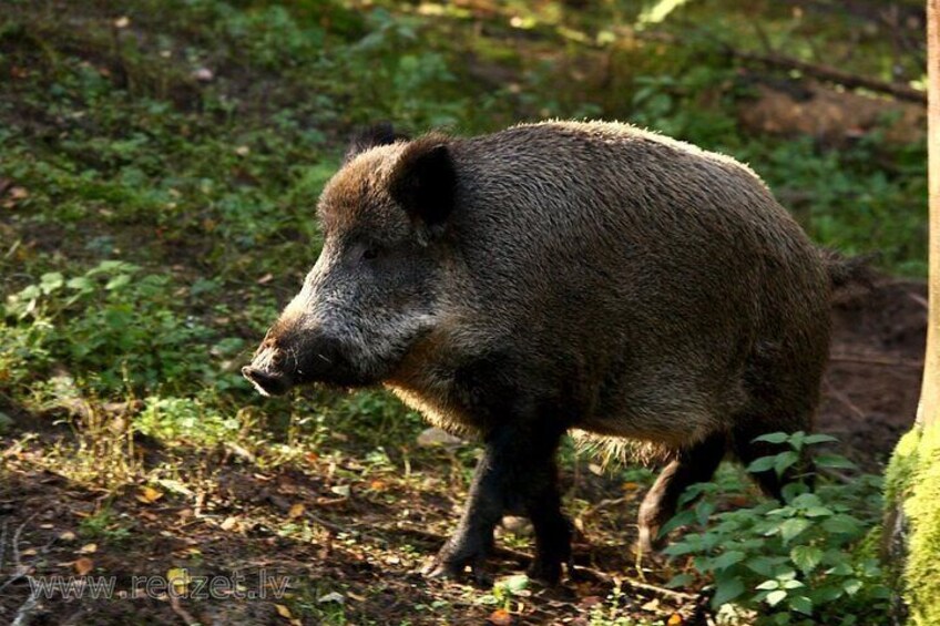 Day trip to Gauja National Park: animals, castles and a cave