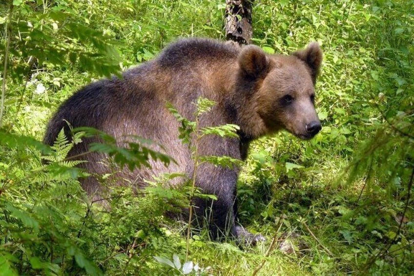Day trip to Gauja National Park: nature trails, castles and cave