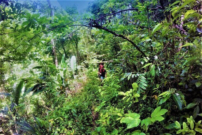 You'll hike through native bush, appreciate wildlife and explore the fascinating landscape of this area, which used to be the Atlantic Ocean floor.