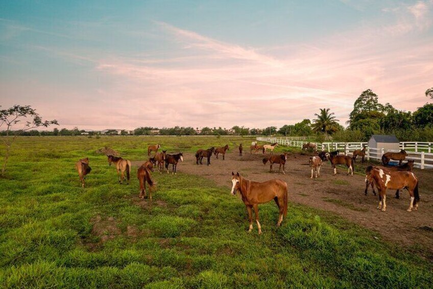 Horseback Riding Tour at Private Ranch
