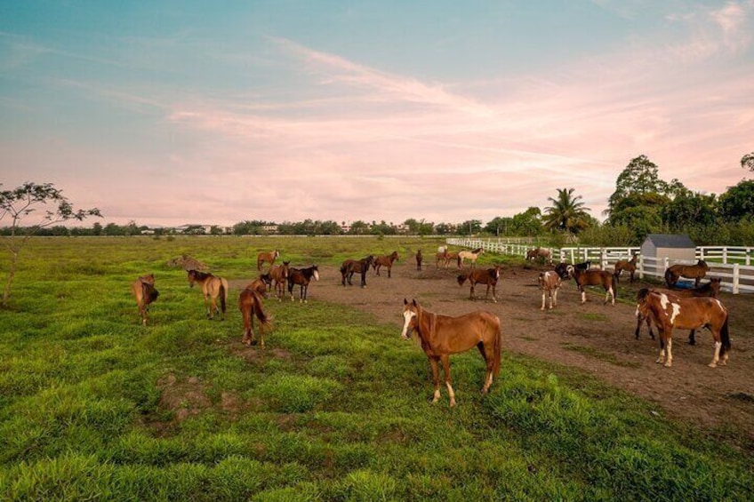Horseback Riding Tour at Private Ranch