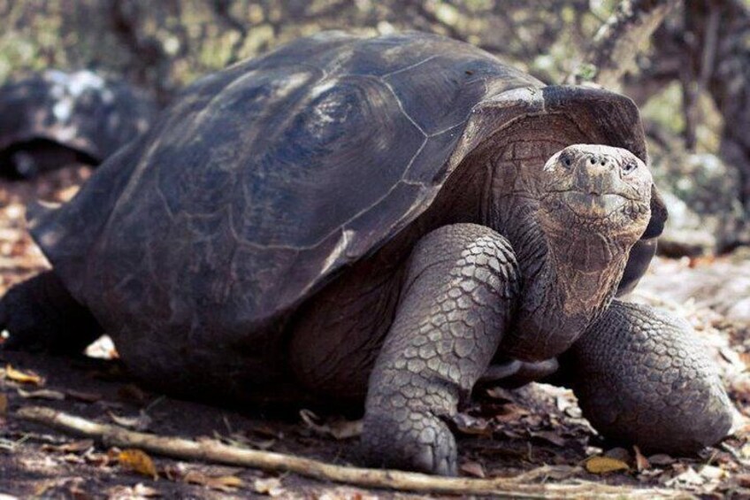 Galapagos Enchanting (5 Days)