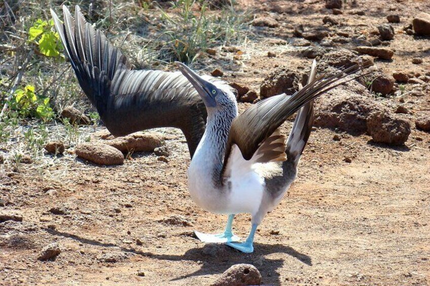 Galapagos Enchanting 3 Islands (5 Days)