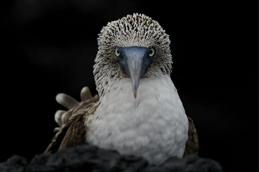 Galapagos Enchanting 3 Islands (5 Days)