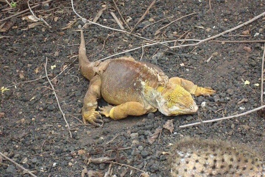 Galapagos Enchanting (5 Days)