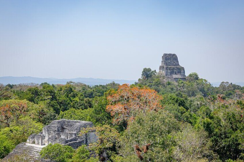 Day Trip to Tikal Maya Ruins Including Lunch