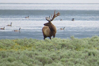 2-Day Private Tour of Yellowstone National Park Lower & Upper Loops