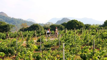 2-Day Khao Yai Wine Country Cycling Tour