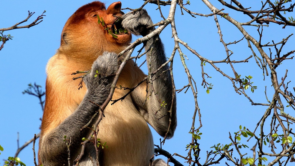 Show item 5 of 5. Proboscis Monkey eating from a branch in Brunei