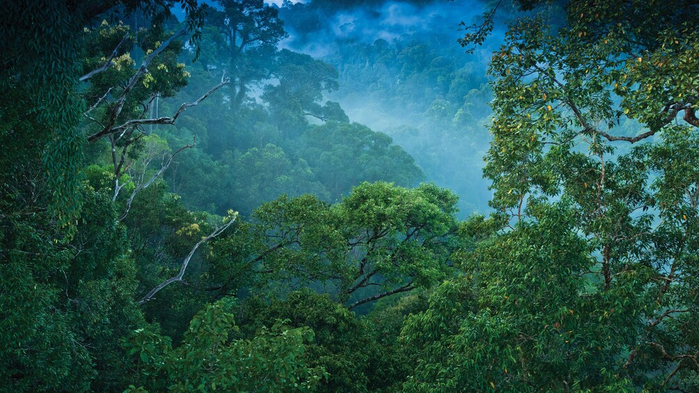 Show item 2 of 5. Gorgeous view of Brunei's mangrove forest