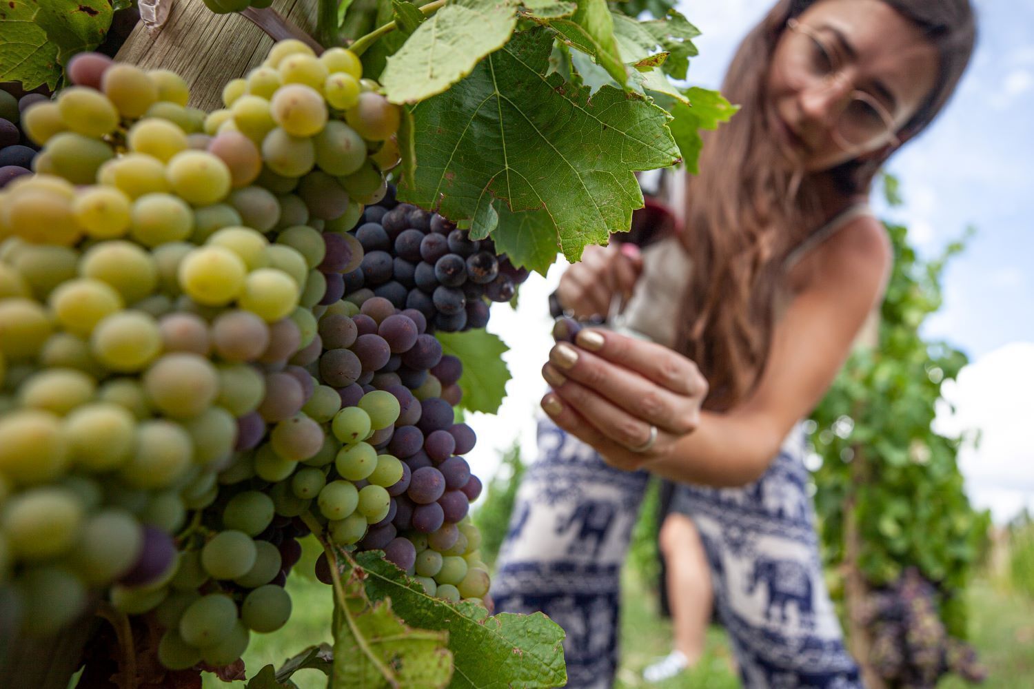 Wine Route in San Juan