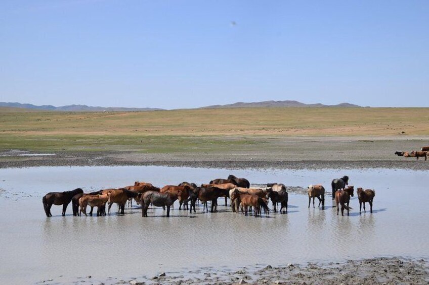 Exploring Mongolian countryside while making the road trip 