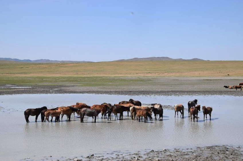 Exploring Mongolian countryside while making the road trip