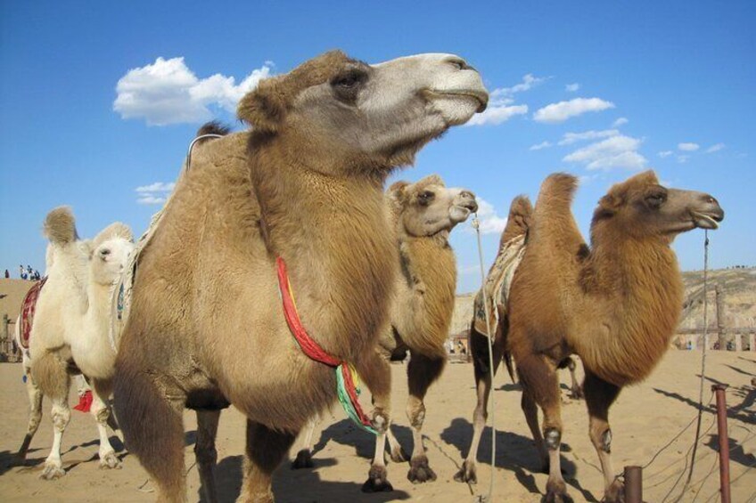 Mongolian Bactrian camel