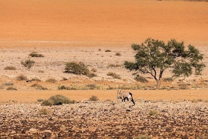 15 Days/ 14 Nights All About Namibia - Self-drive