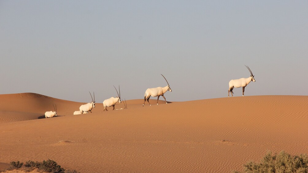 Gazelles walking in line on sand dune in Abu Dhabi