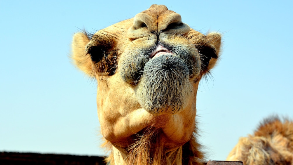 close up of camel's face in Abu Dhabi