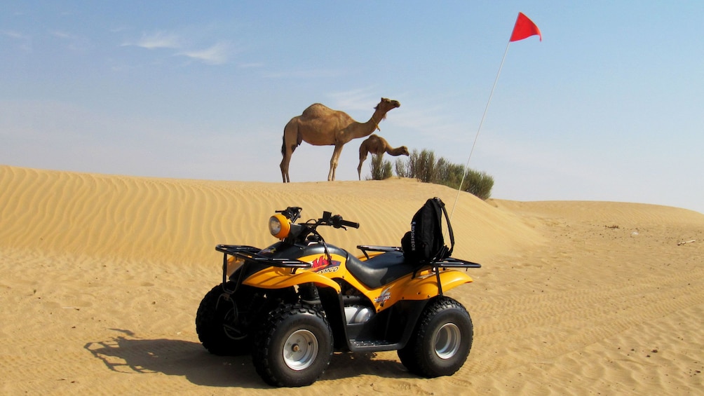 Show item 4 of 8. ATV in front of camels on sand dune in Abu Dhabi