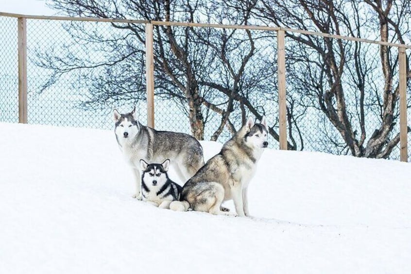 Husky Petting and Pictures in Akureyri (private)