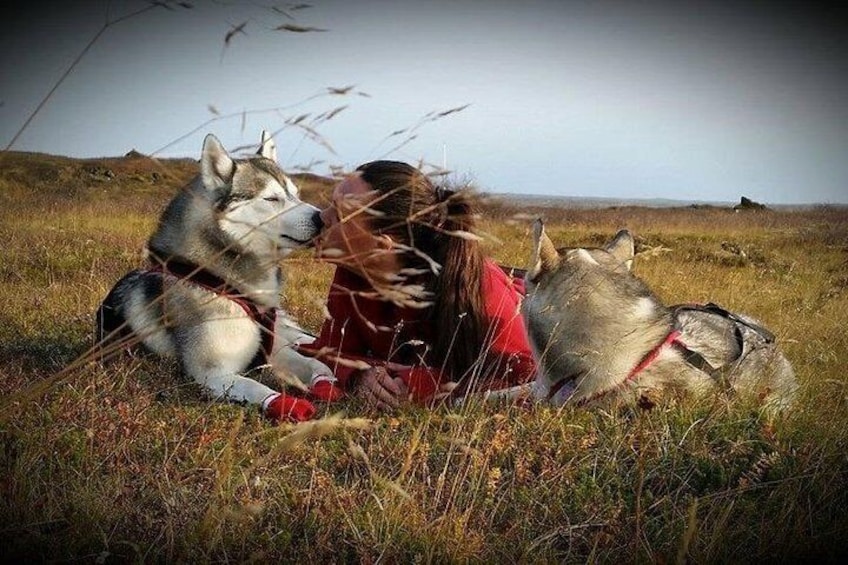 Show item 5 of 11. Husky Petting and Pictures in Akureyri
